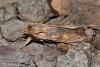 Lithophane socia